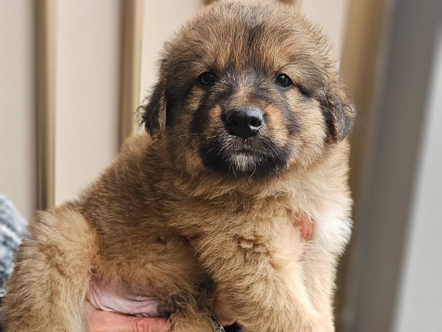 Adozione cane, maschio, Pastore tedesco Razza sconosciuta, 2 mesi, taglia gigante, Avellino