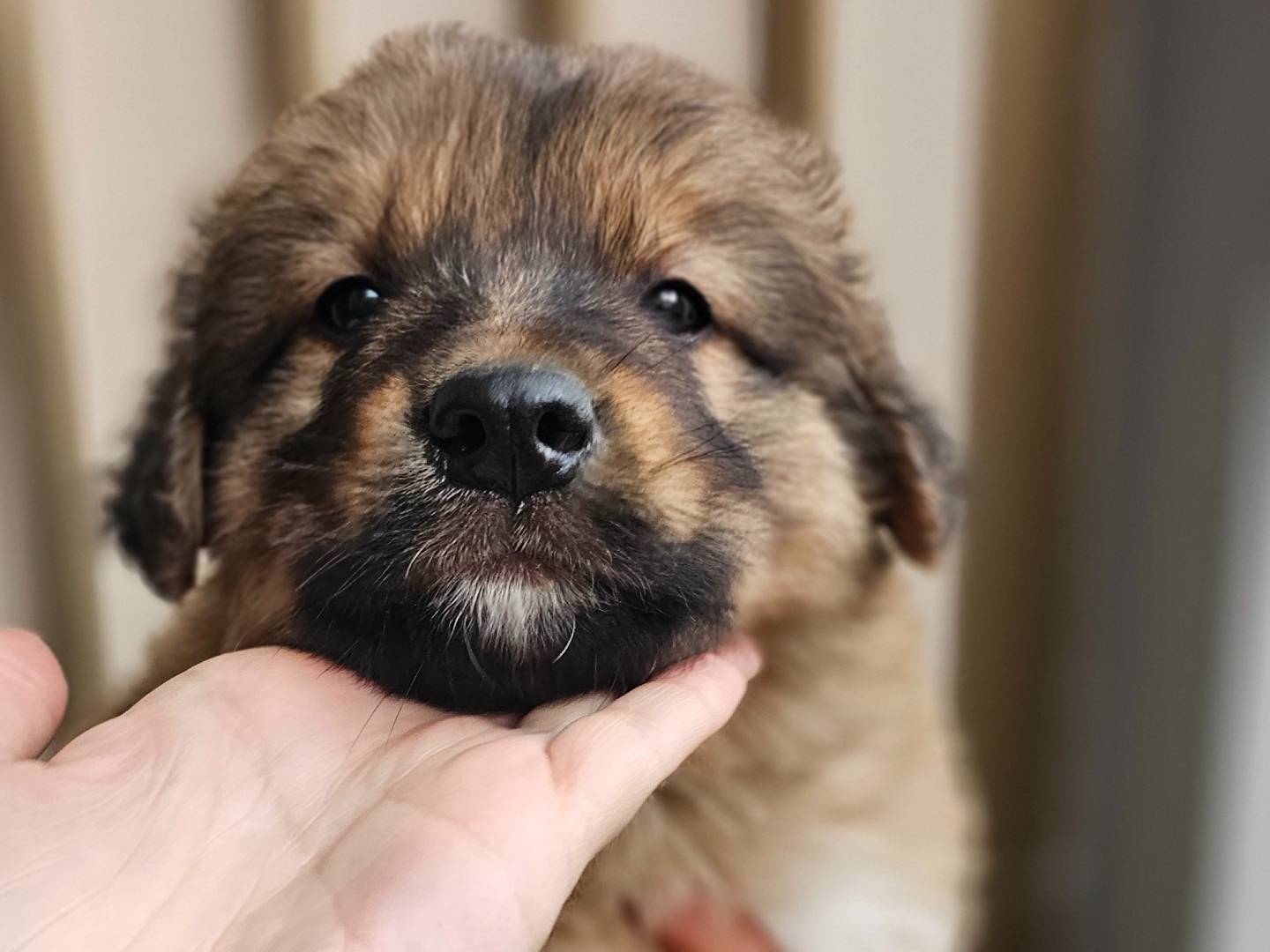 Adotta un cane, maschio, 2 mesi, Avellino