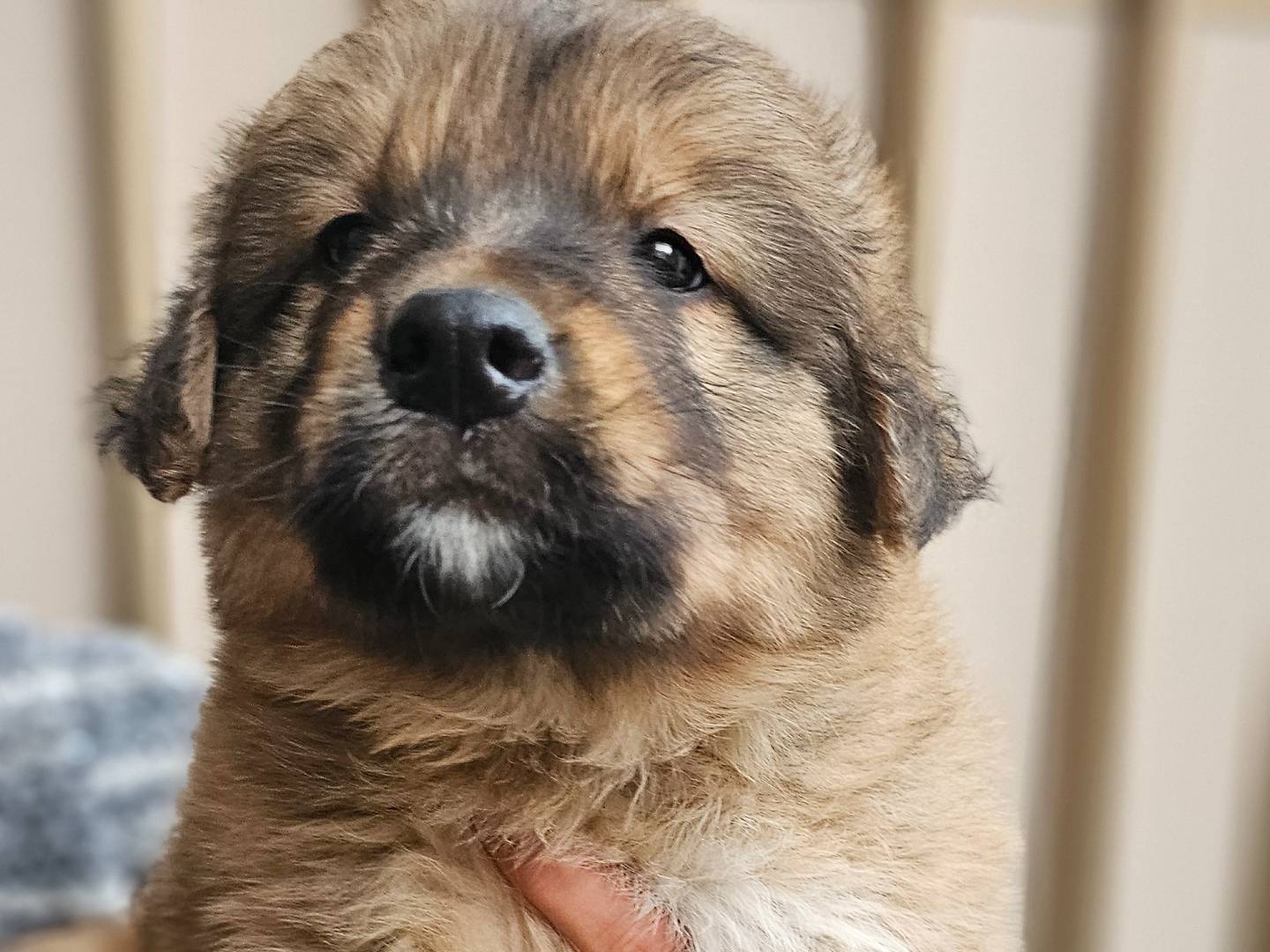 Adotta un cane, taglia gigante, maschio, Avellino