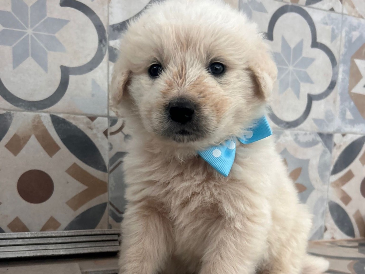 Adozione cane, maschio, Pastore maremmano Razza sconosciuta, 2 mesi, taglia grande, Siracusa