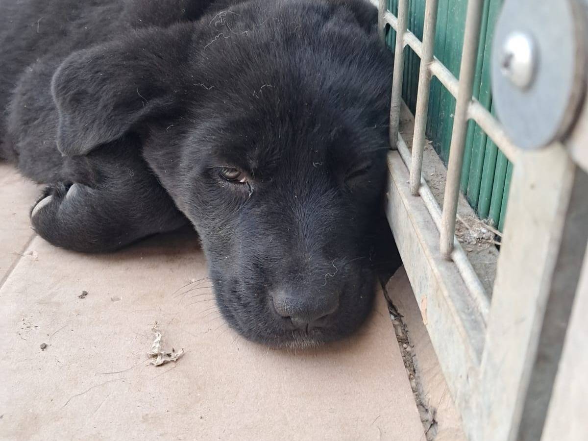 Adozione cane, maschio, Labrador Retriever Corso, 2 mesi, taglia grande, Terni