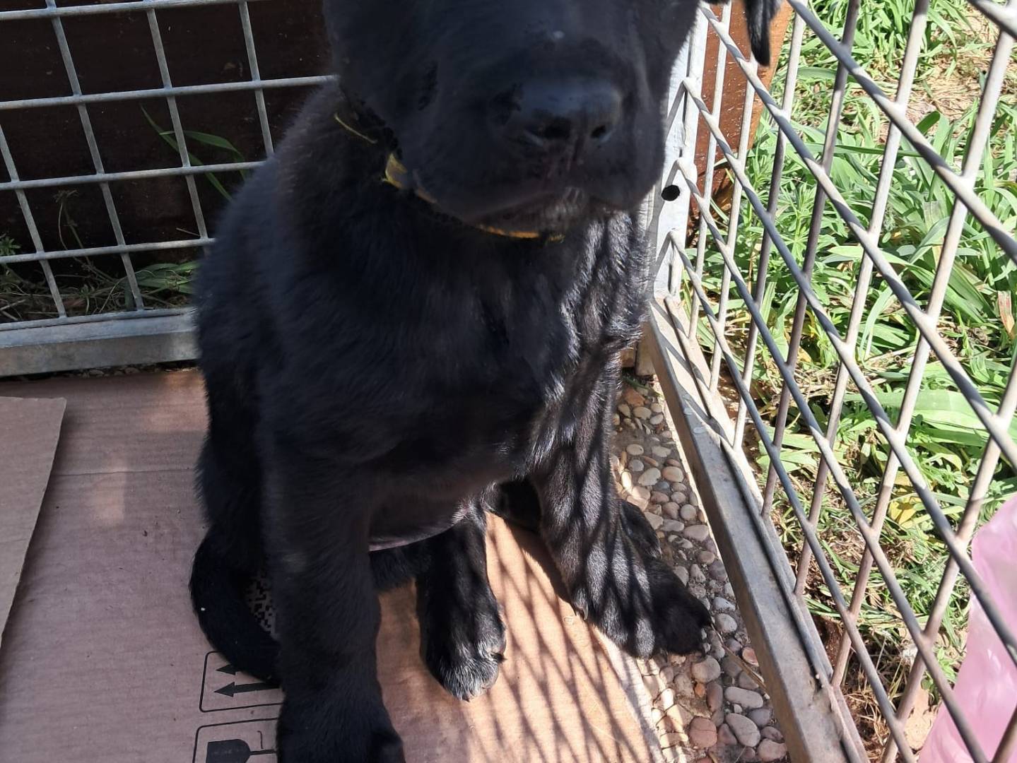 Adotta un cane, femmina, 1 mesi, Terni