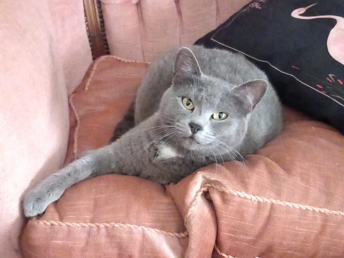 Adozione gatto, femmina, Razza sconosciuta Razza sconosciuta, 2 anni e 6 mesi, taglia non valida, Latina