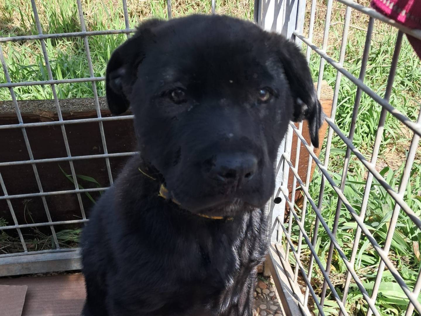 Adozione cane, femmina, Labrador Retriever Corso, 1 mesi, taglia grande, Terni