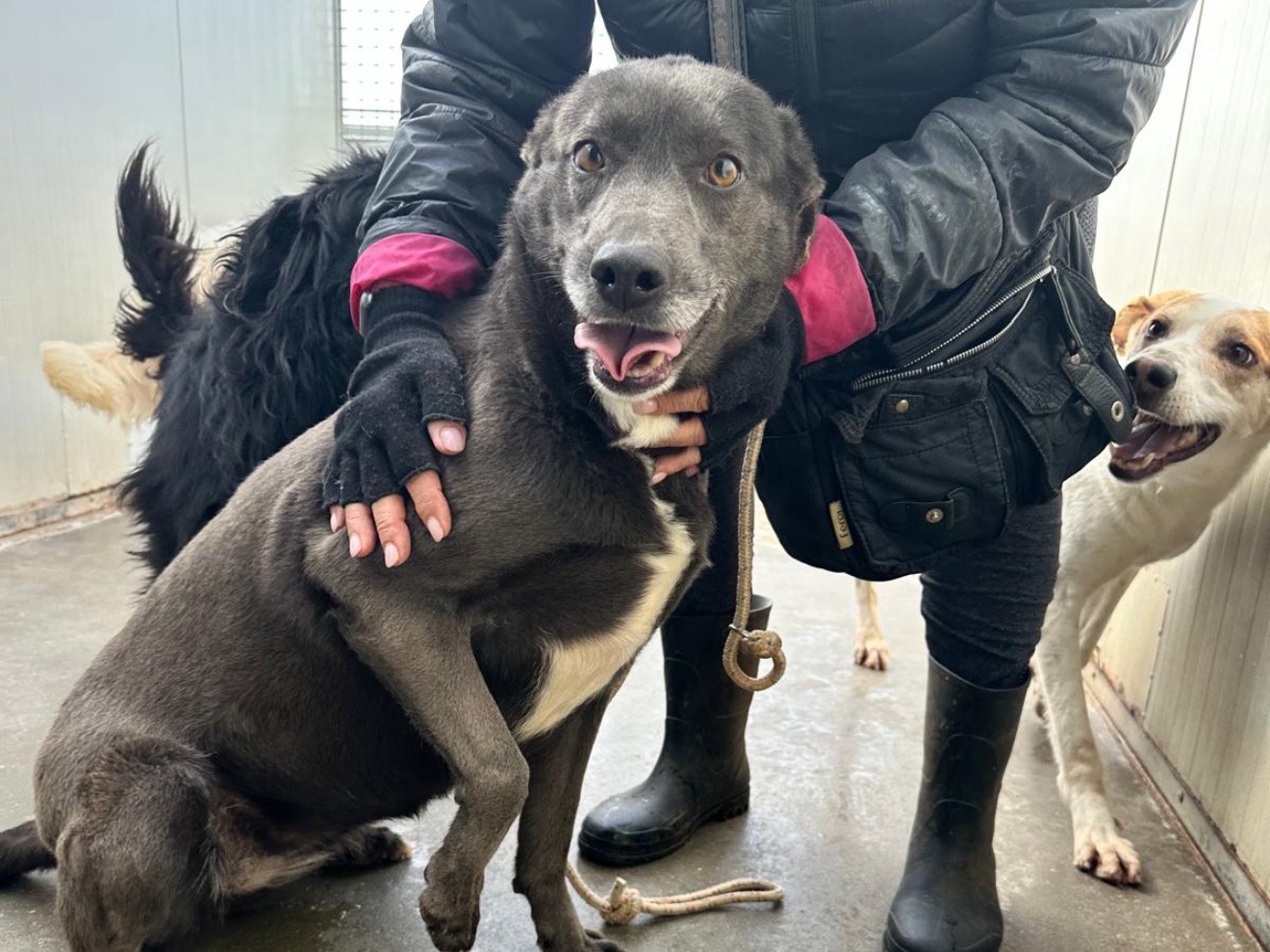 Adotta un cane, femmina, 7 anni, Latina