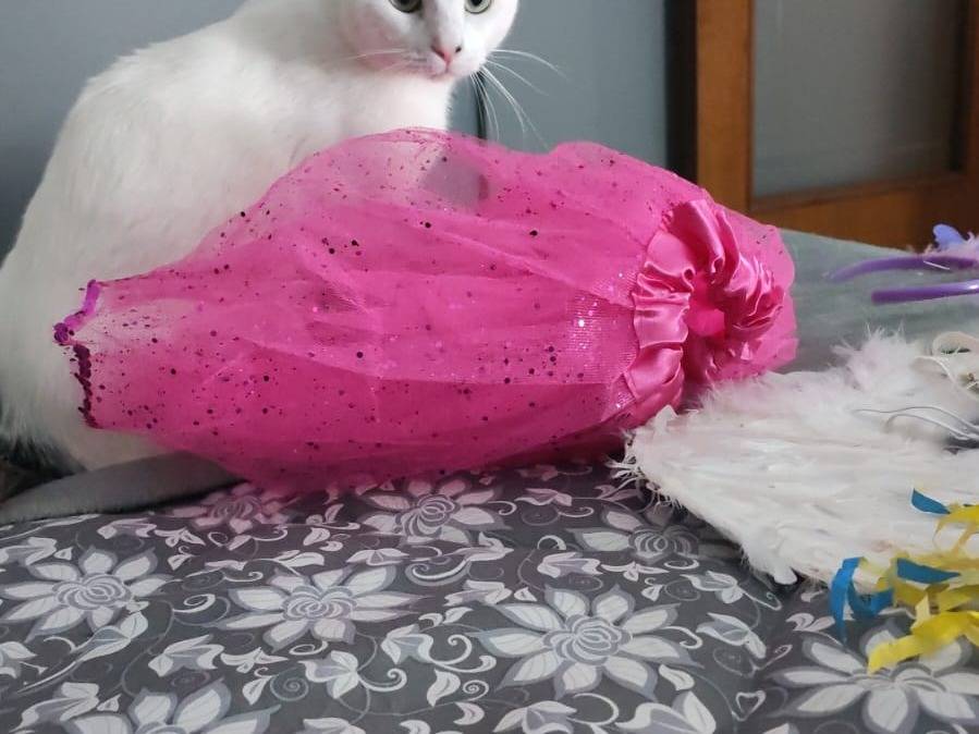 Adozione gatto, femmina, Razza sconosciuta Razza sconosciuta, 1 anno e 5 mesi, taglia non valida, Napoli