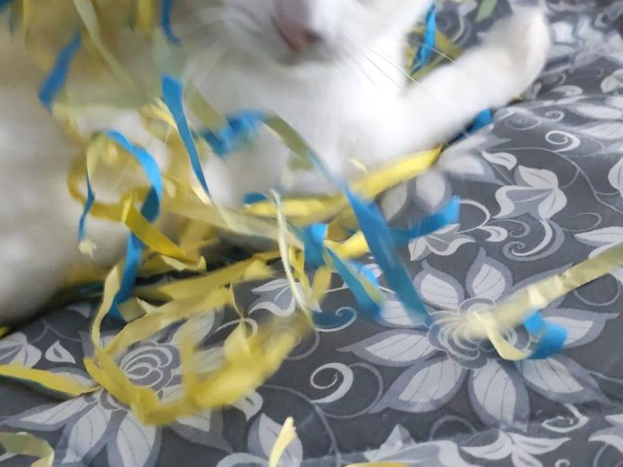 Adotta un gatto, femmina, 1 anno e 5 mesi, Napoli