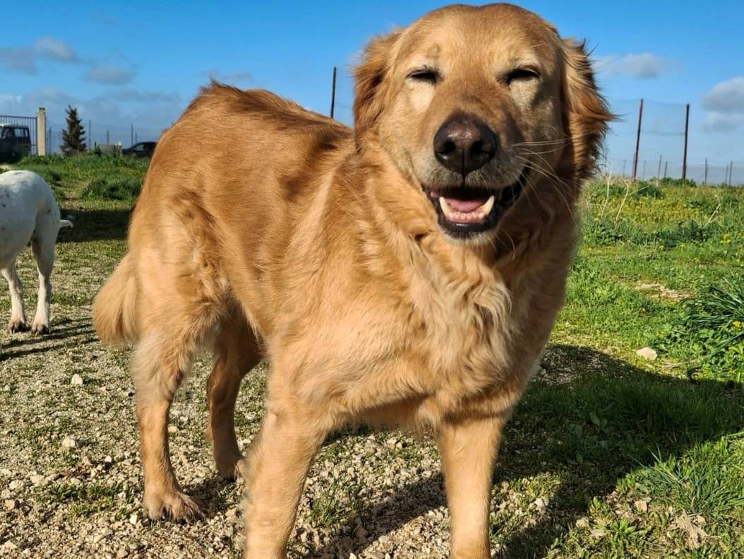 Adozione cane, femmina, Golden Retriever Razza sconosciuta, 5 anni e 1 mese, taglia media, Palermo