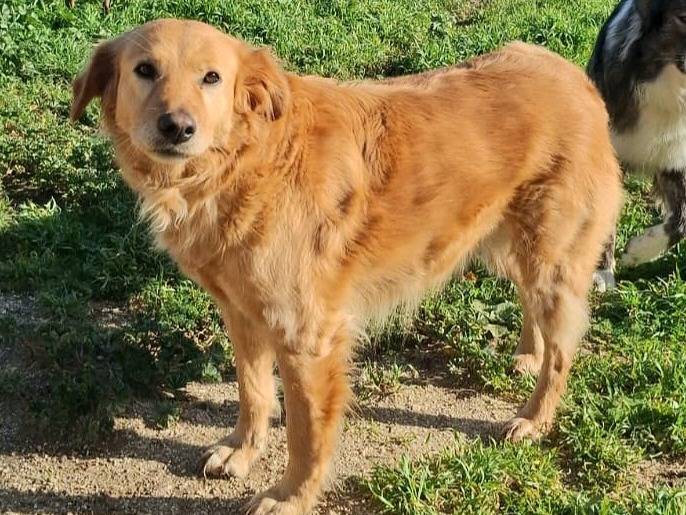 Adotta un cane, taglia media, femmina, Palermo