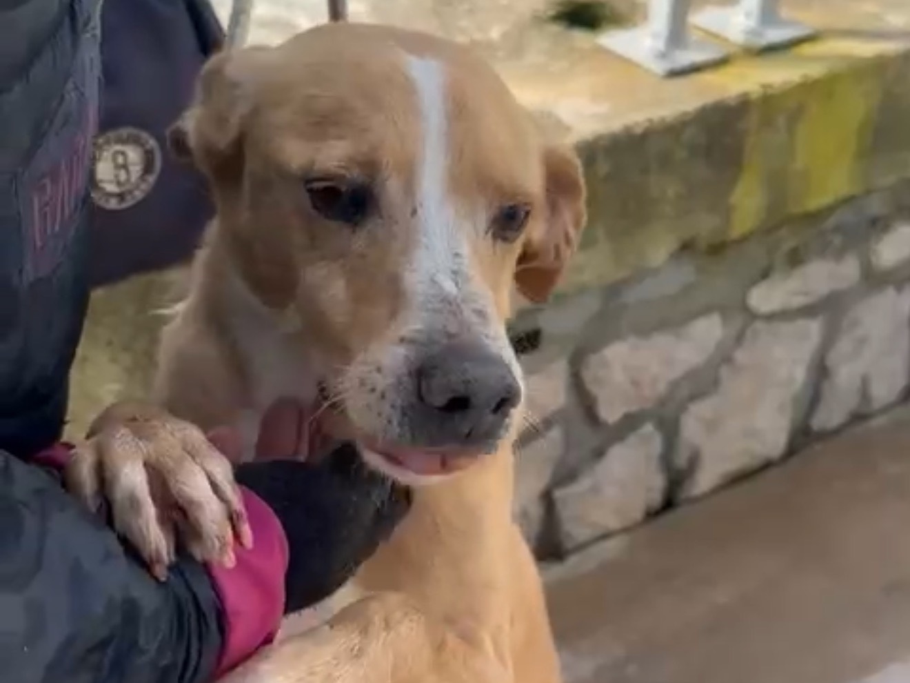 Vuoi adottare un cane a Latina?