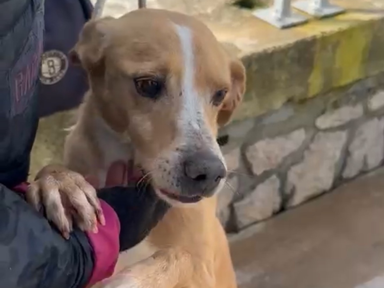 Adozione cane, maschio, Razza sconosciuta Razza sconosciuta, 6 anni e 6 mesi, taglia media contenuta, Latina