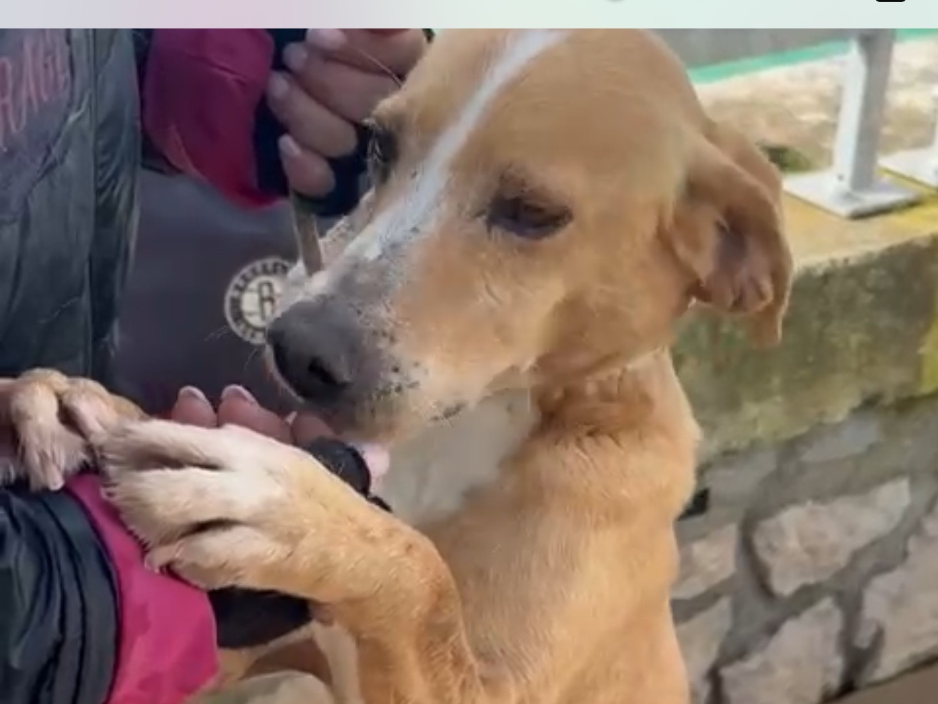 Adotta un cane, taglia media contenuta, maschio, Latina