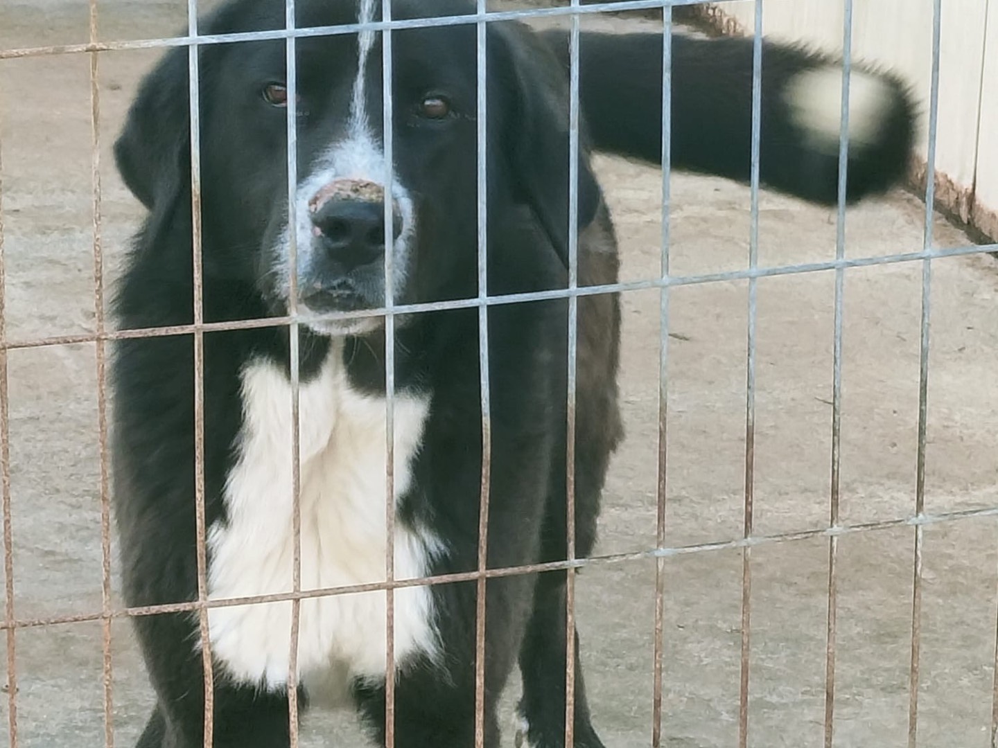 Adozione cane, maschio, Razza sconosciuta Razza sconosciuta, 1 anno e 2 mesi, taglia gigante, Vibo
