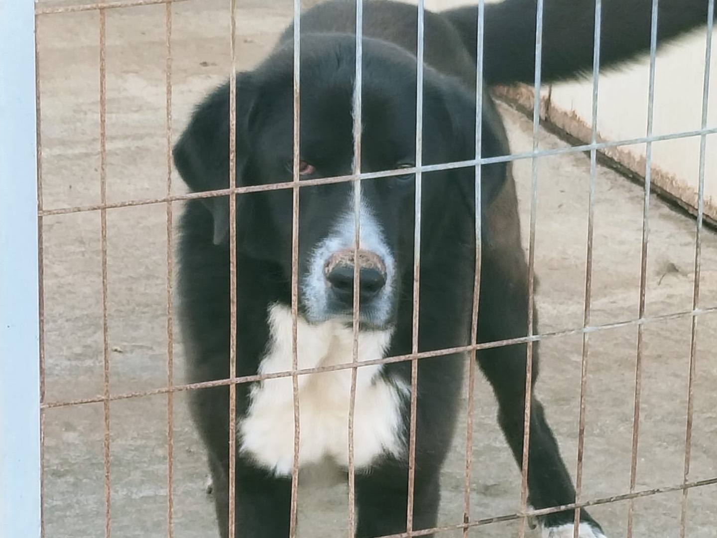 Adotta un cane, maschio, 1 anno e 2 mesi, Vibo