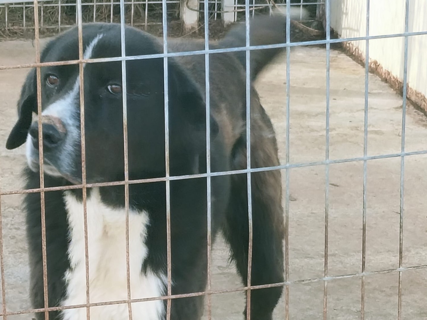 Adotta un cane, taglia gigante, maschio, Vibo