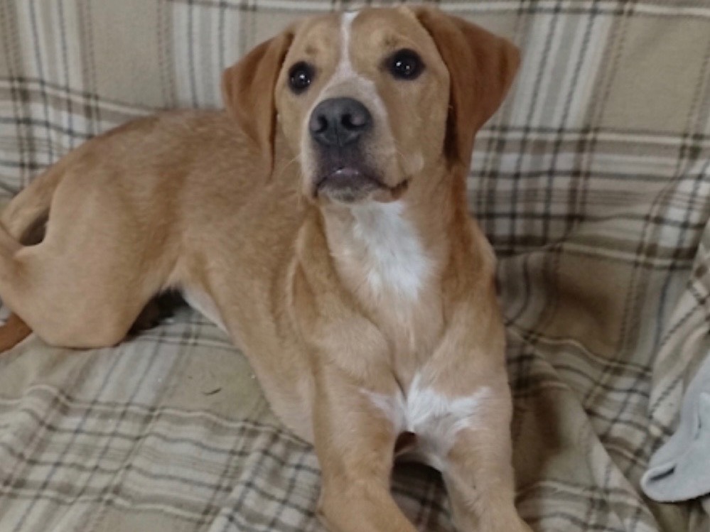 Adozione cane, femmina, Razza sconosciuta Razza sconosciuta, 6 mesi, taglia media, Genova