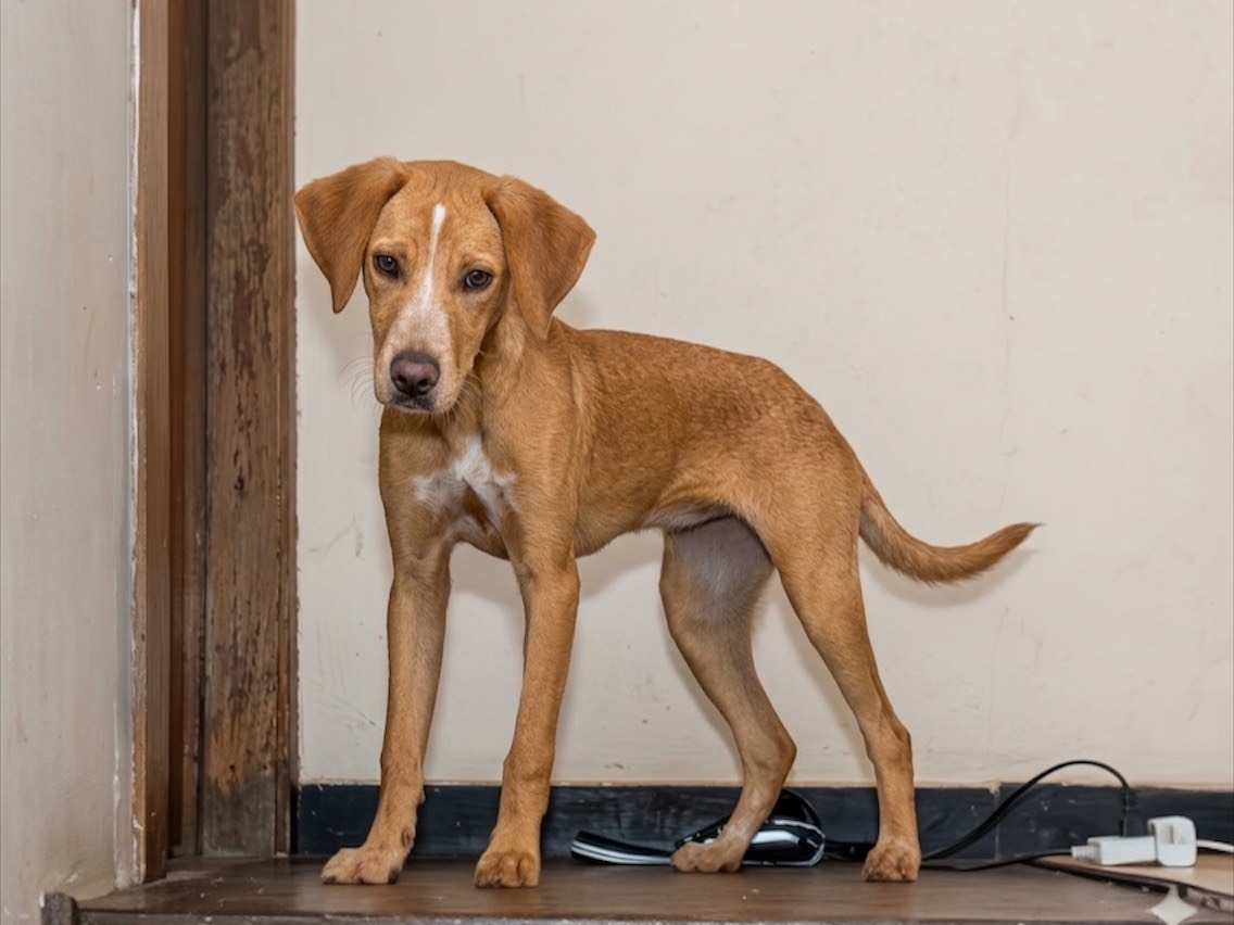Adotta un cane, taglia media, femmina, Genova
