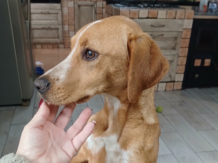 Vuoi adottare un cane a Genova?