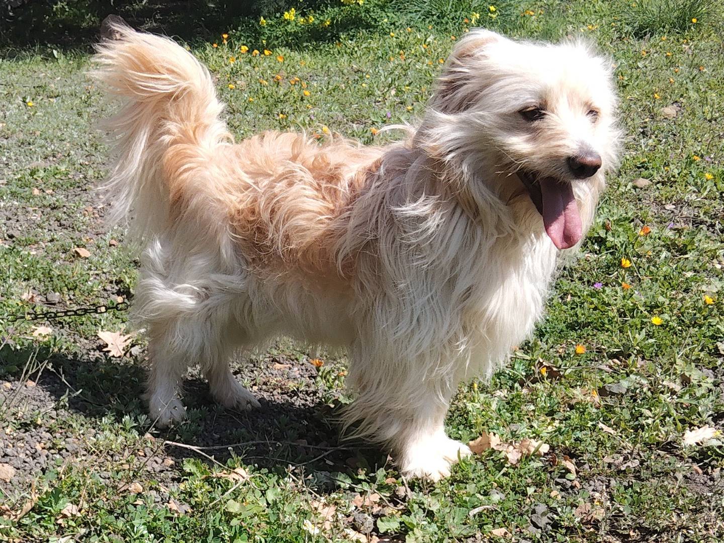 Vuoi adottare un cane a Bergamo?