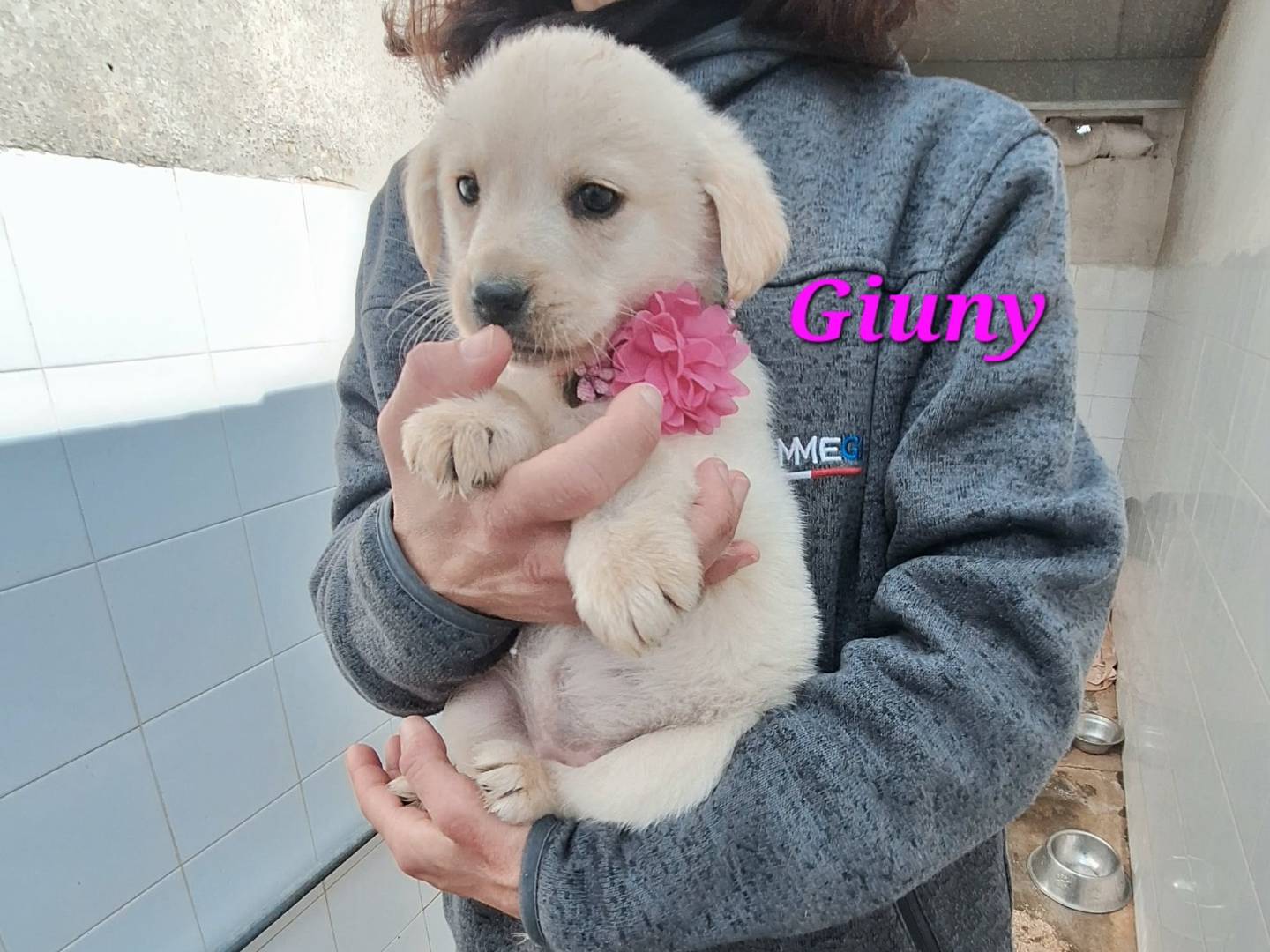 Adotta un cane, femmina, 1 mesi, Bologna