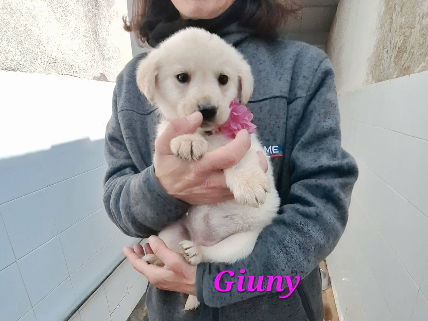 Adotta un cane, taglia media, femmina, Bologna