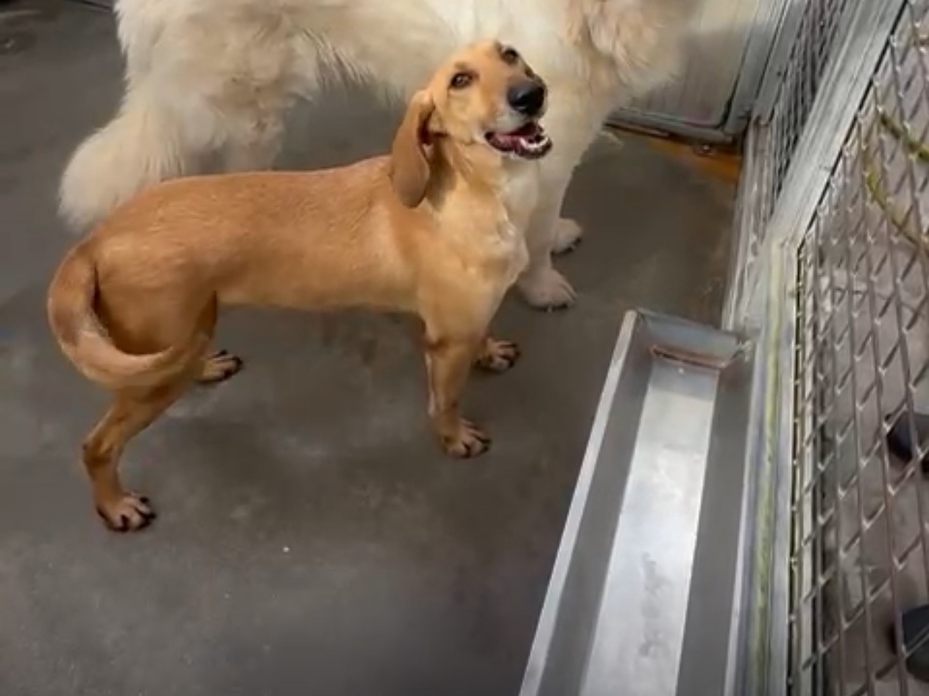 Adozione cane, femmina, Razza sconosciuta Razza sconosciuta, 2 anni e 6 mesi, taglia media contenuta, Latina