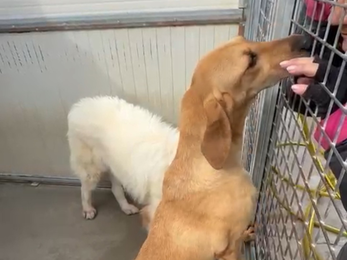 Adotta un cane, taglia media contenuta, femmina, Latina