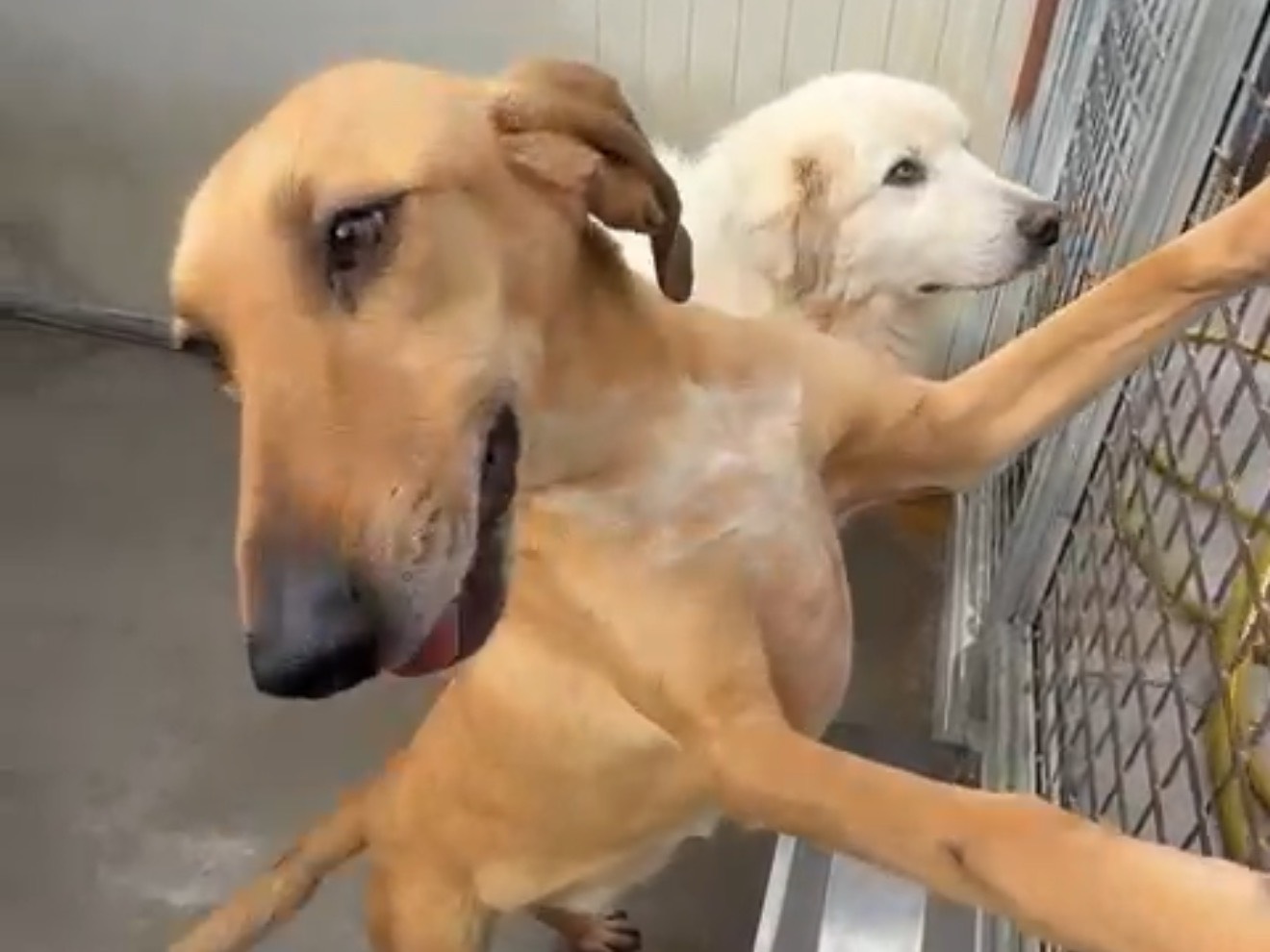 Vuoi adottare un cane a Latina?