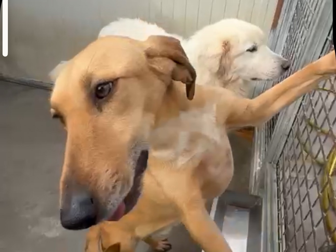 Adotta il cane Alessandra a Latina