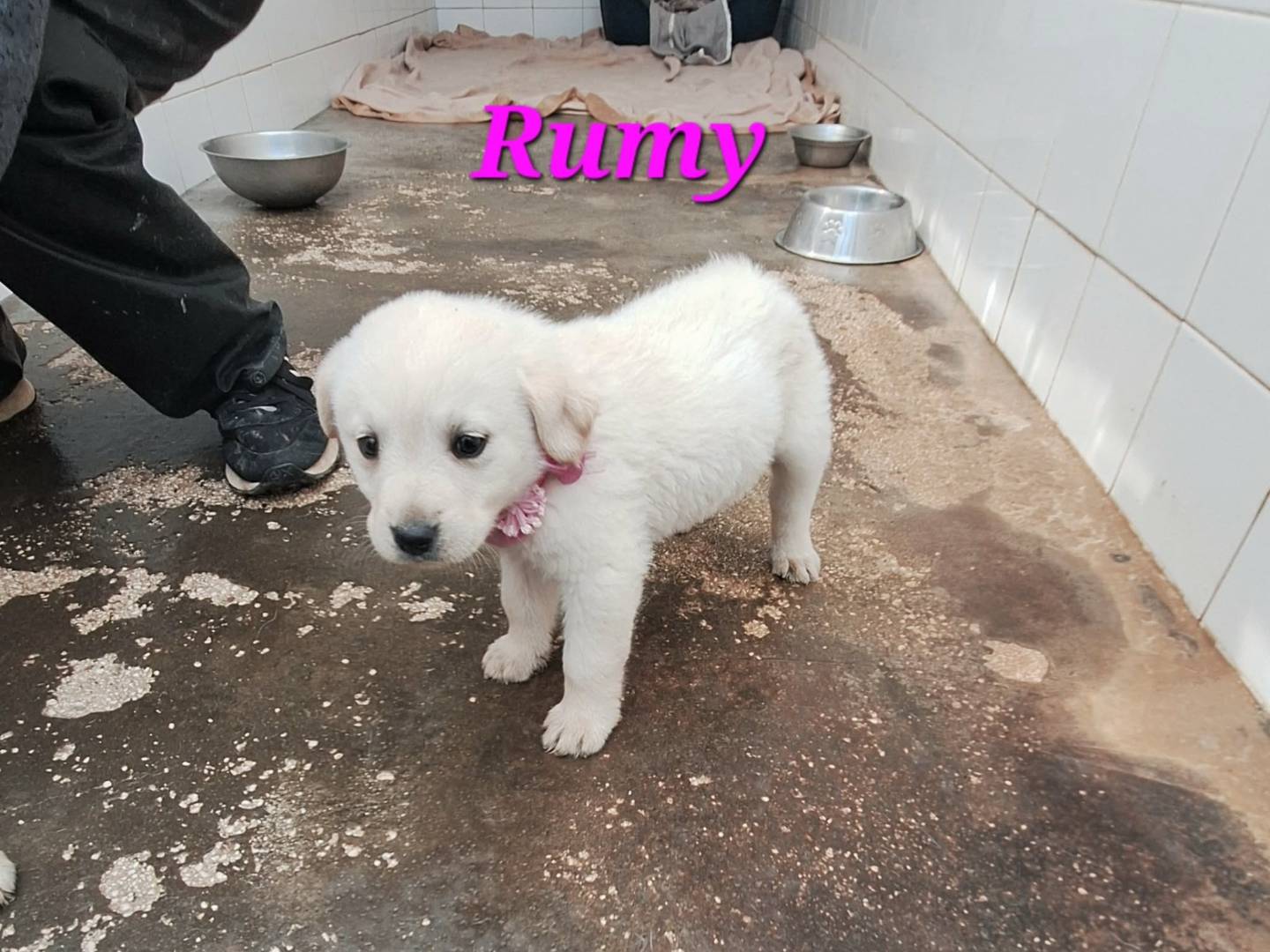 Adotta un cane, femmina, 2 mesi, Bologna