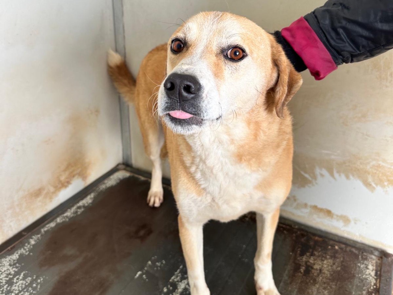 Adozione cane, femmina, Razza sconosciuta Razza sconosciuta, 2 anni e 5 mesi, taglia media, Latina