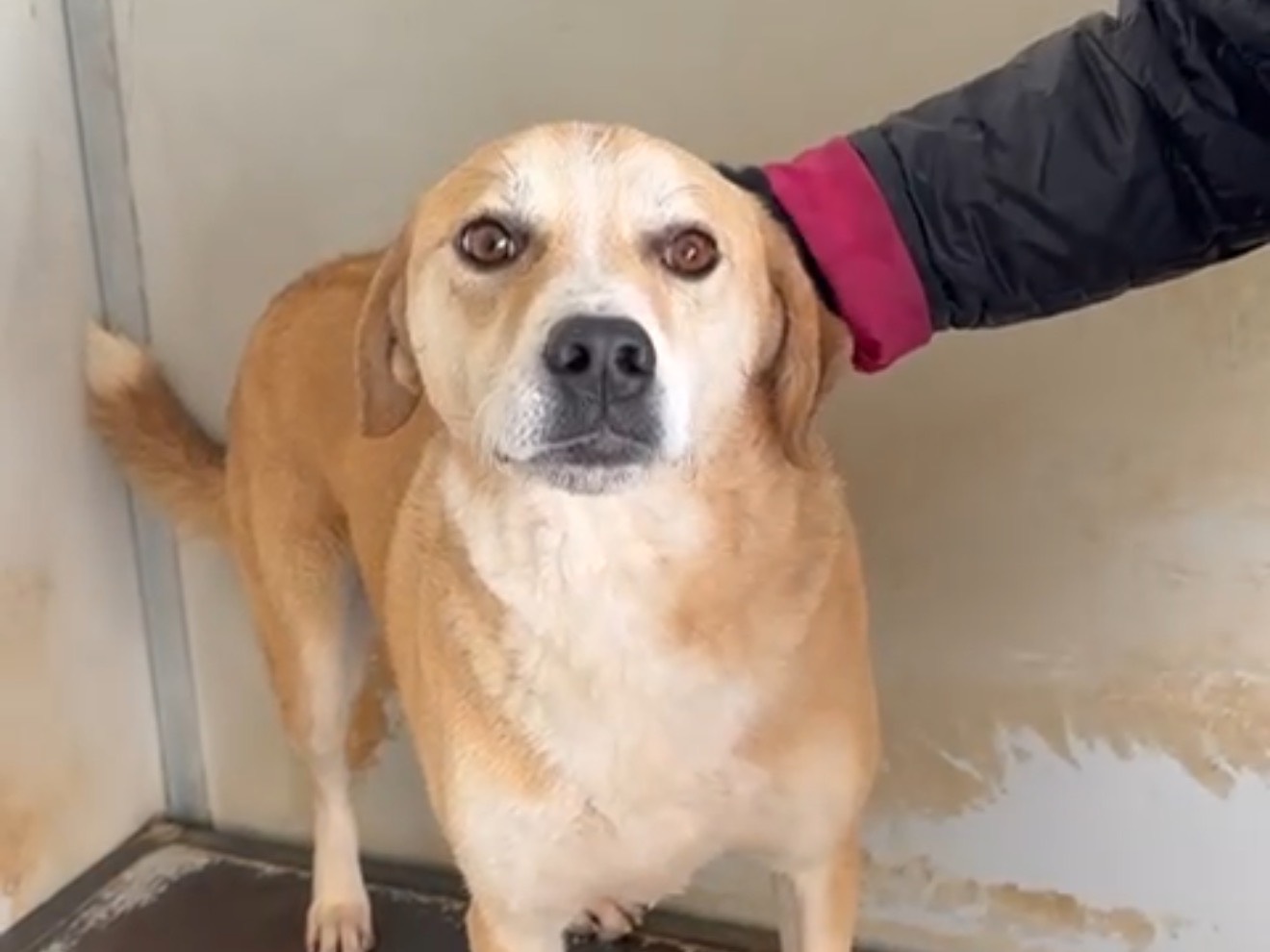 Adotta un cane, femmina, 2 anni e 5 mesi, Latina