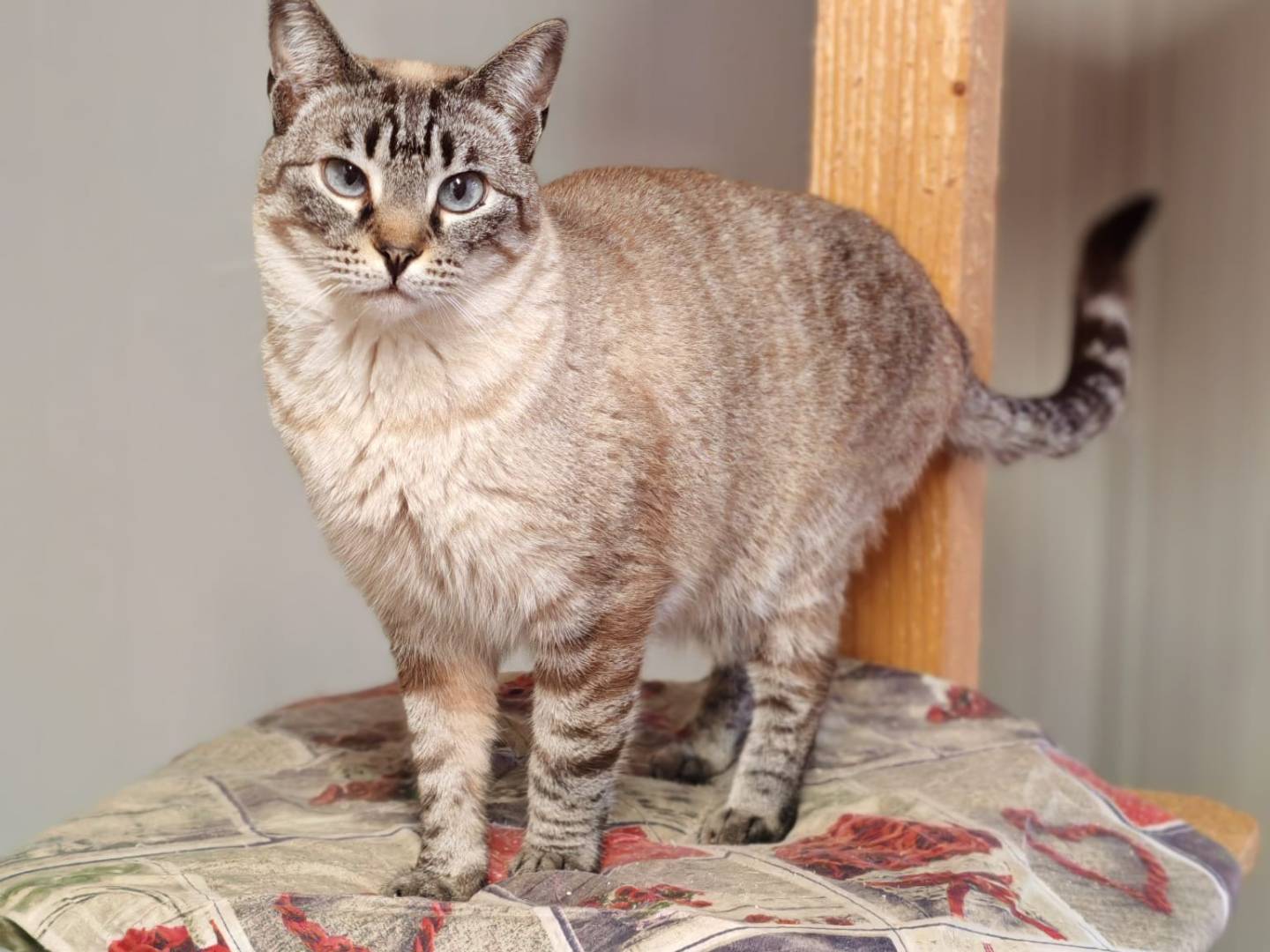 Adozione gatto, femmina, Razza sconosciuta Razza sconosciuta, 2 anni e 11 mesi, taglia non valida, Brescia