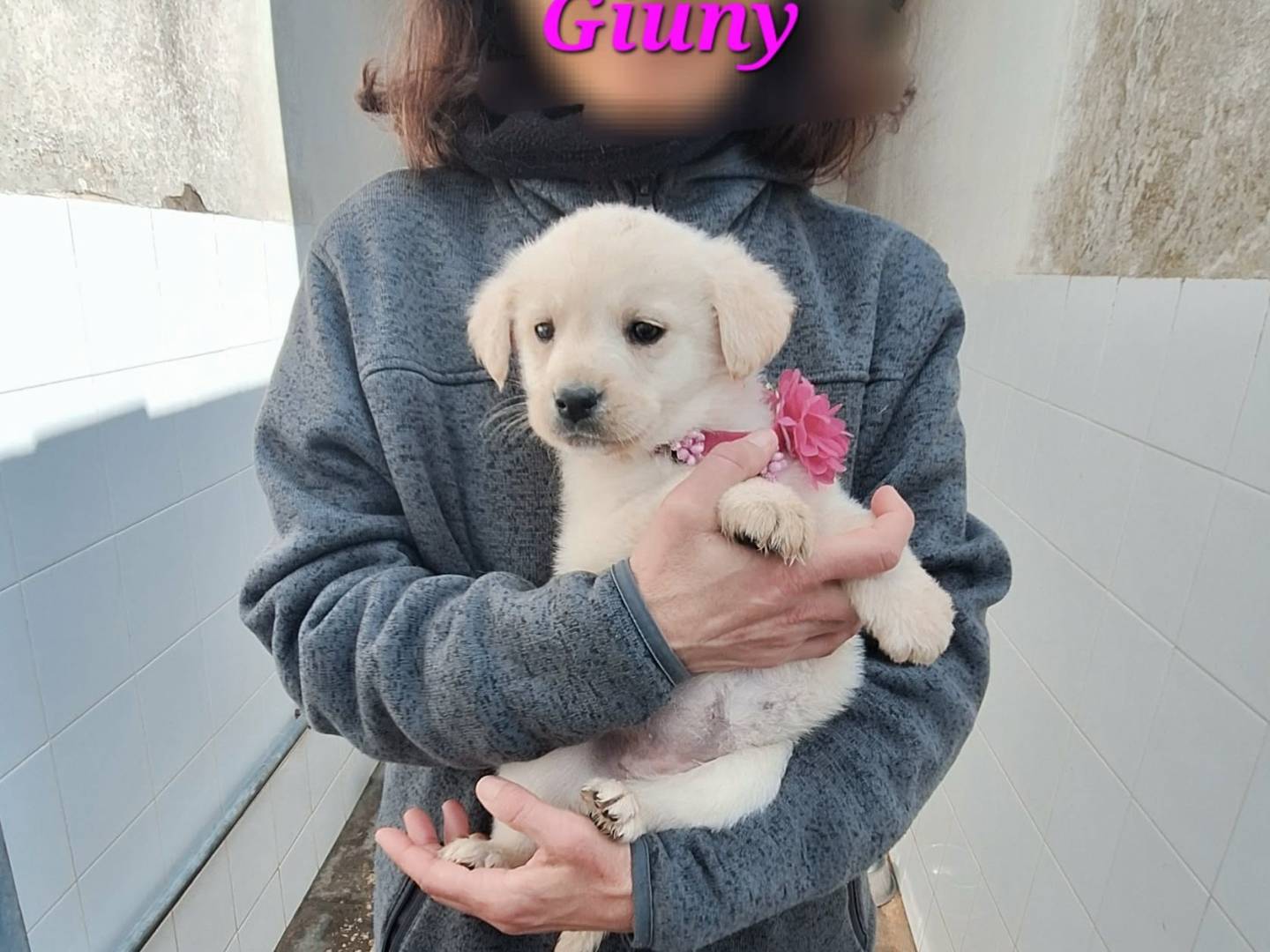 Adozione cane, femmina, Razza sconosciuta Razza sconosciuta, 1 mesi, taglia media, Bologna