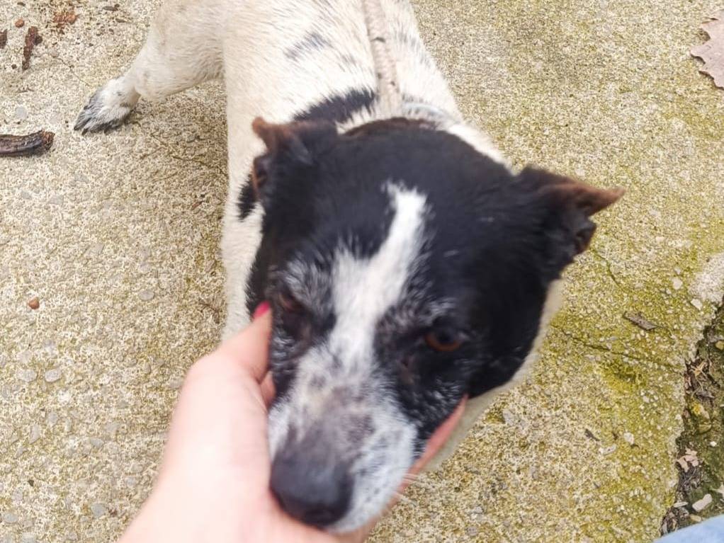 Adotta un cane, femmina, 4 anni e 4 mesi, Latina