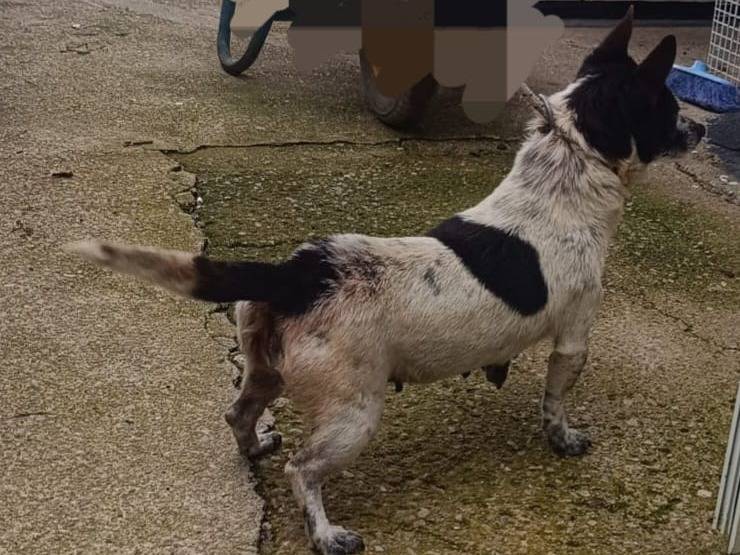 Adotta un cane, taglia piccola, femmina, Latina