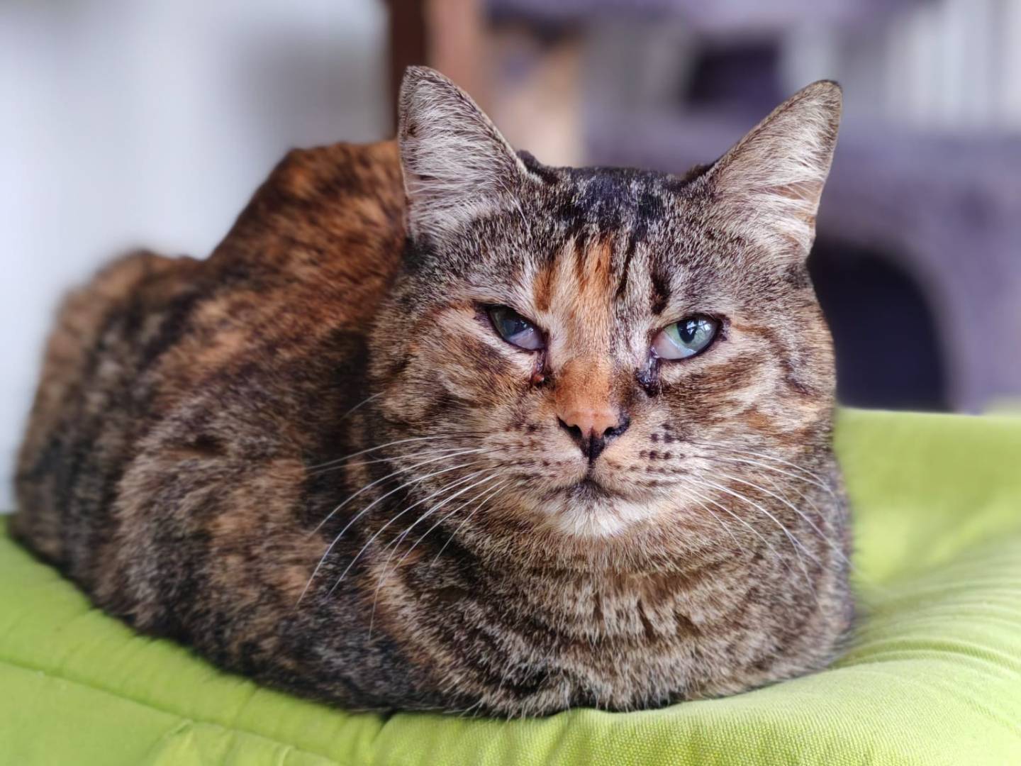 Adozione gatto, femmina, Razza sconosciuta Razza sconosciuta, 7 anni e 2 mesi, taglia non valida, Brescia