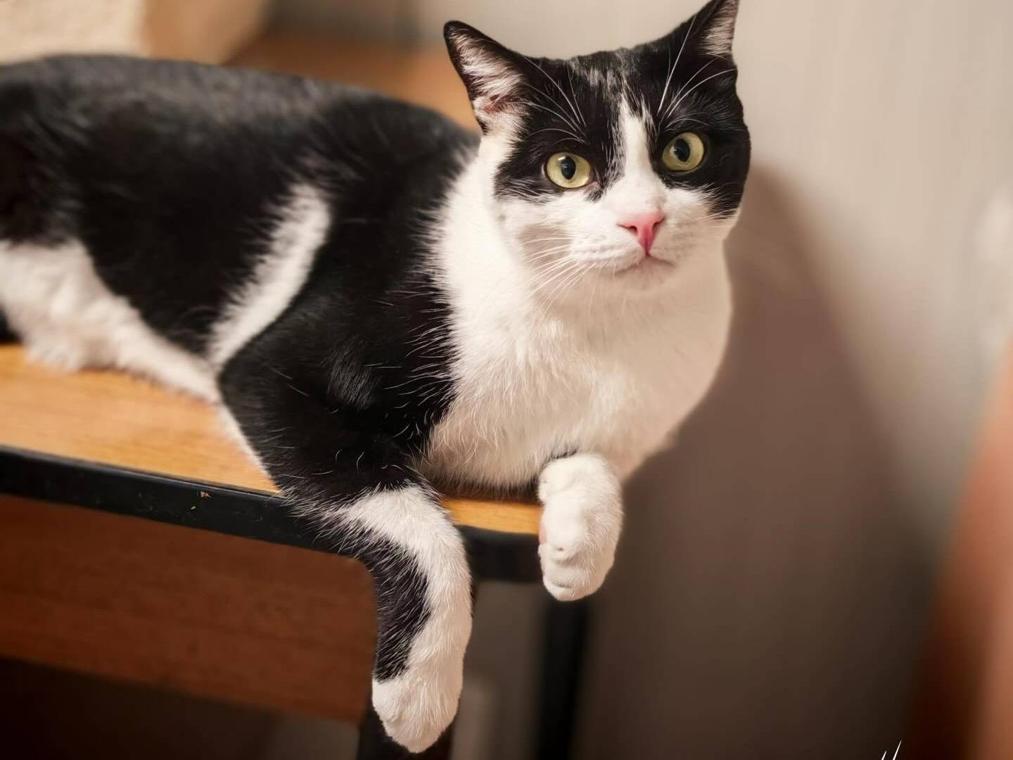 Adozione gatto, maschio, Razza sconosciuta Razza sconosciuta, 1 anno e 7 mesi, taglia non valida, Brescia