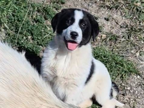 Vuoi adottare un cane a Potenza?