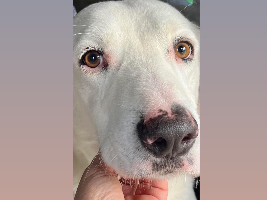 Adozione cane, maschio, Labrador Retriever Razza sconosciuta, 2 anni e 9 mesi, taglia media, Siracusa