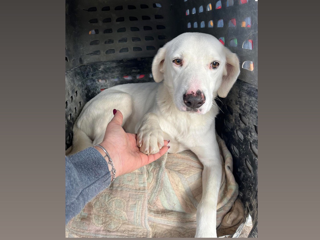 Adotta un cane, maschio, 2 anni e 9 mesi, Siracusa