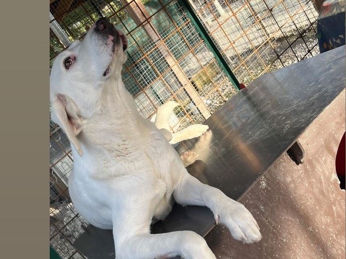 Adotta un cane, taglia media, maschio, Siracusa