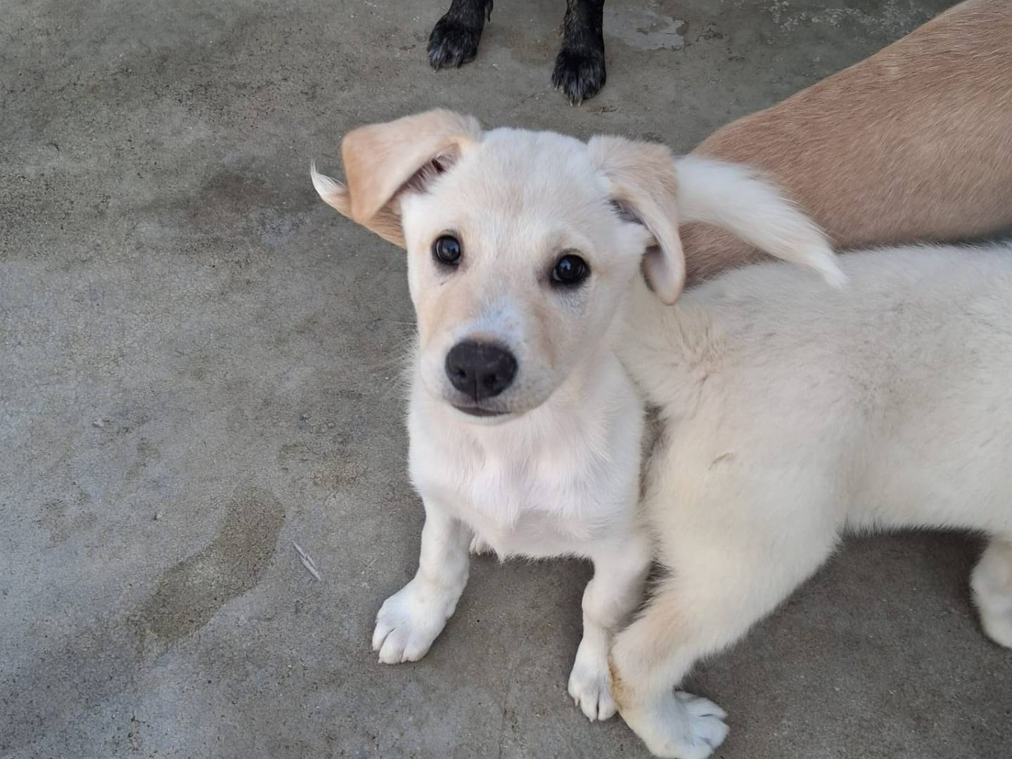 Adotta il cane Zelda a Caserta