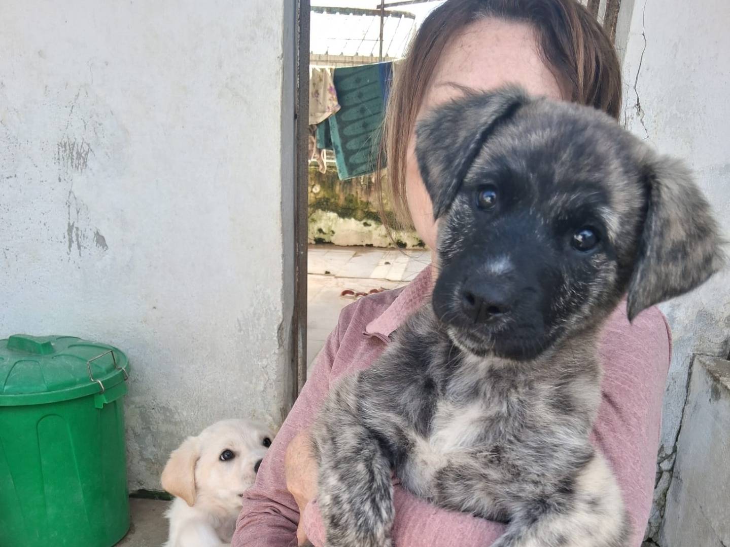 Adotta il cane CRYSTAL  a Caserta