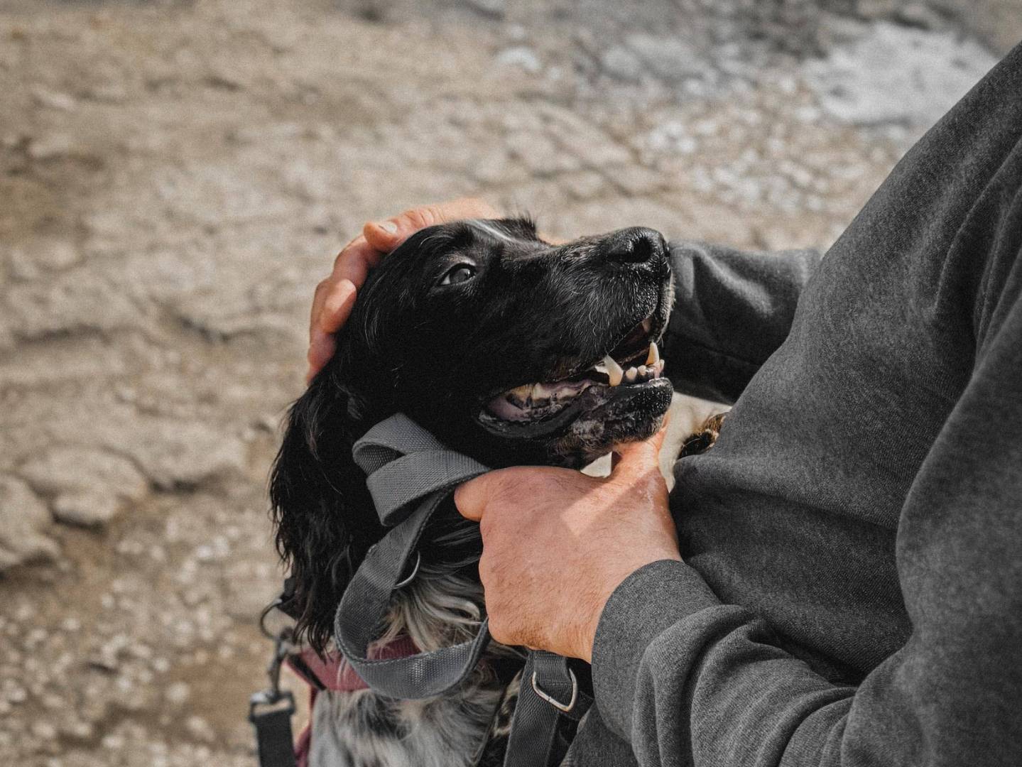 Adotta un cane, maschio, 3 anni e 4 mesi, Caserta