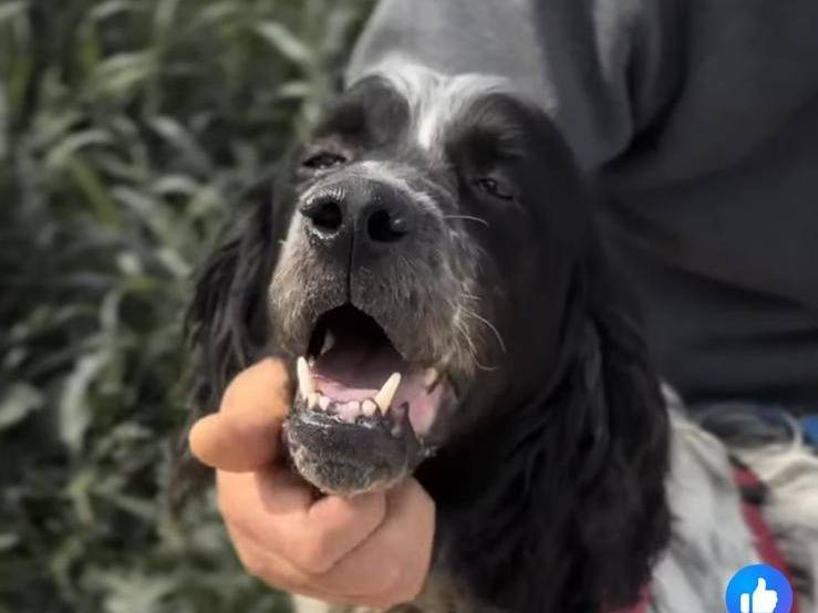 Adotta un cane, taglia media, maschio, Caserta