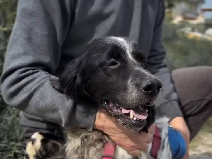 Vuoi adottare un cane a Caserta?