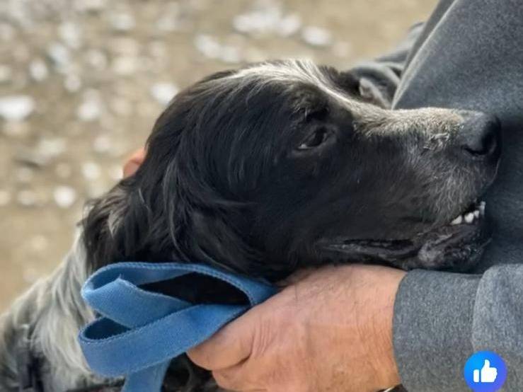 Adotta il cane Pluto Setter  a Caserta
