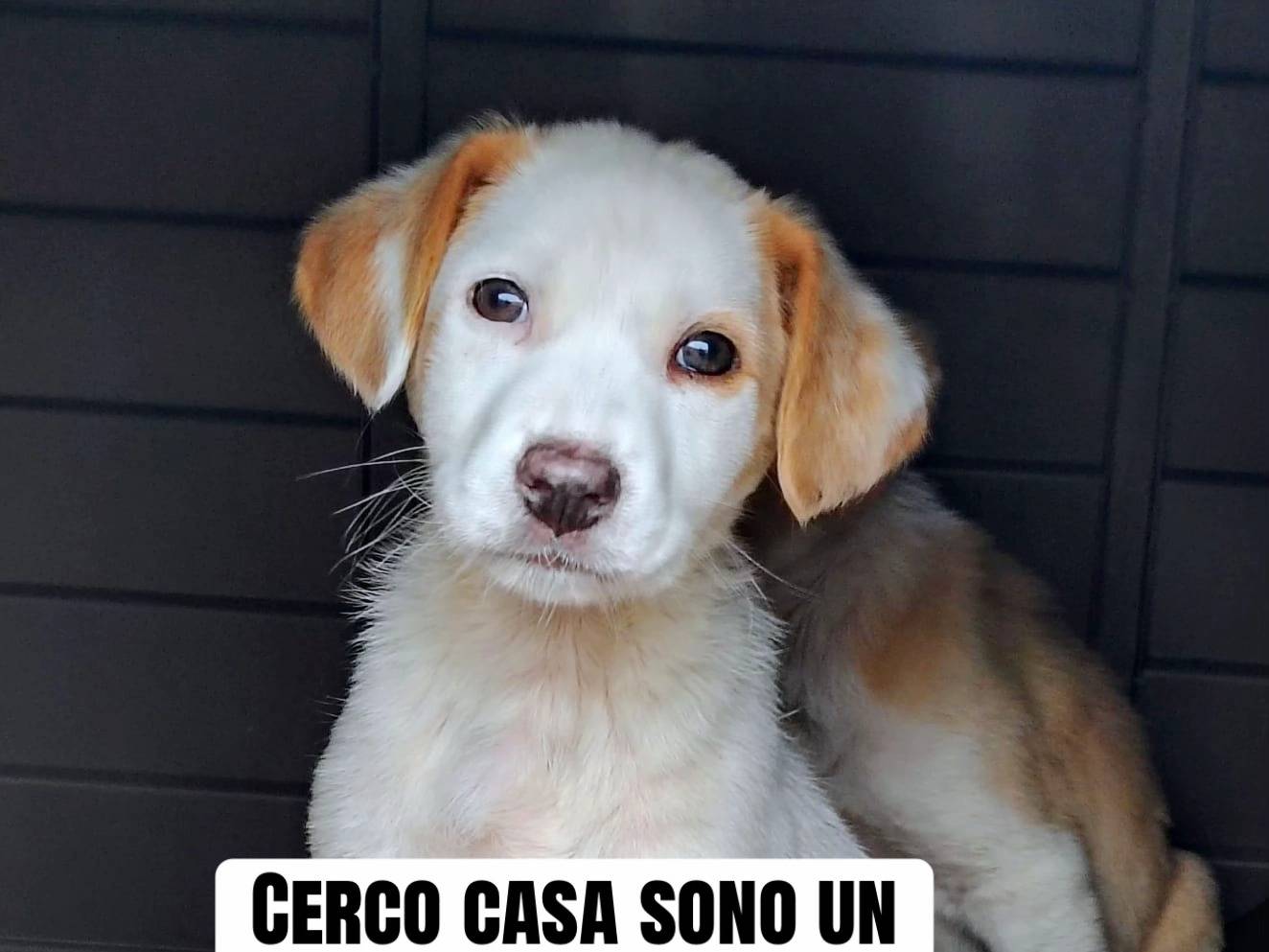 Adozione cane, maschio, Razza sconosciuta Razza sconosciuta, 11 mesi, taglia media, Trapani