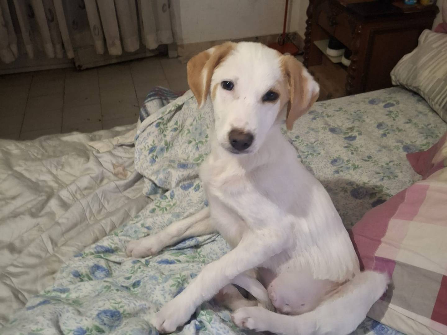 Adotta un cane, maschio, 11 mesi, Trapani